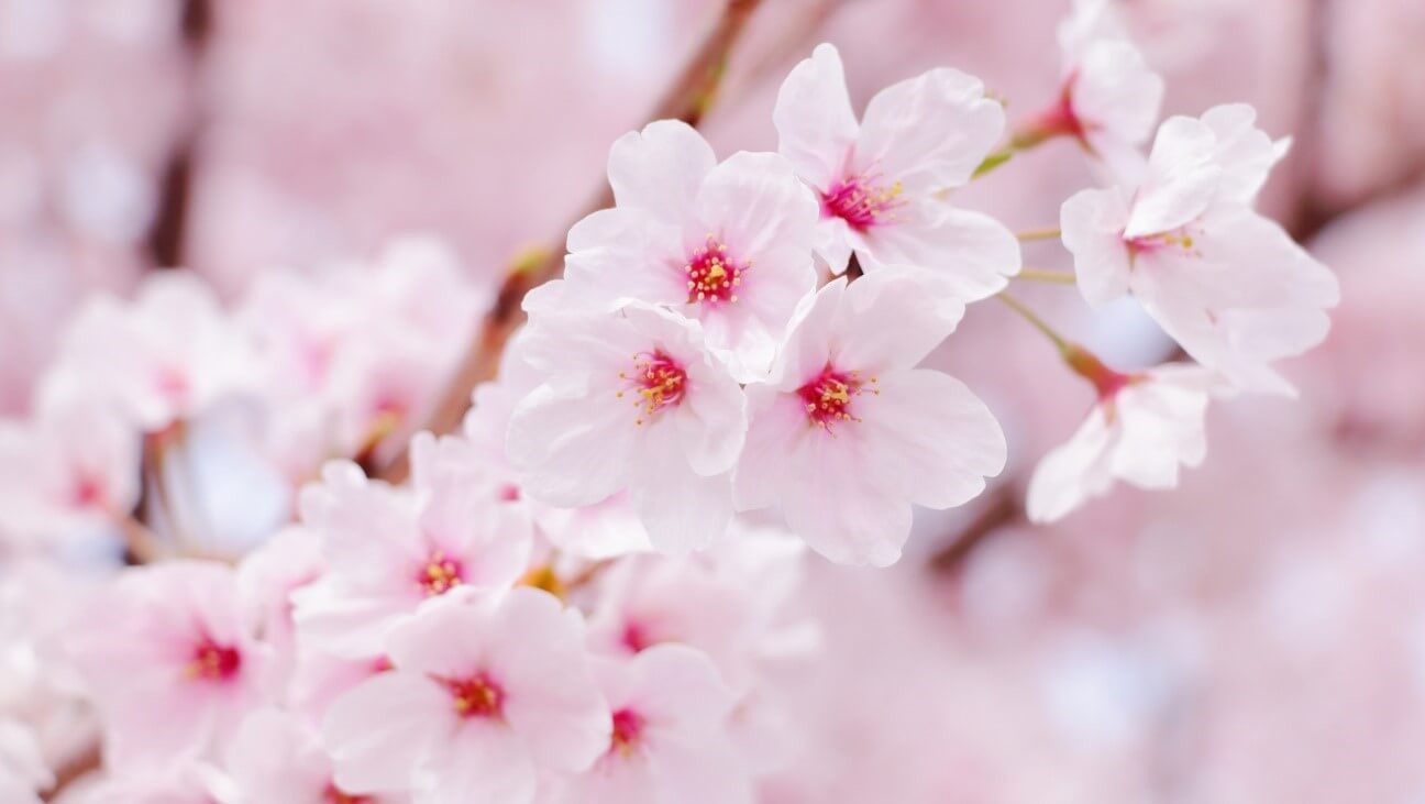 桜