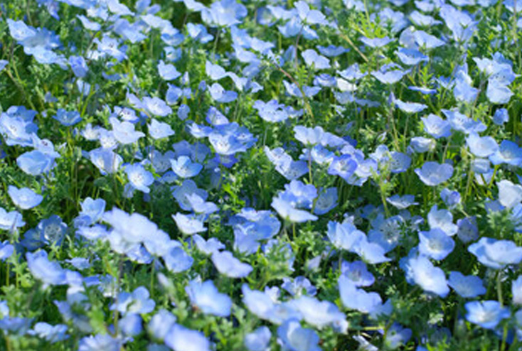 ネモフィラの花
