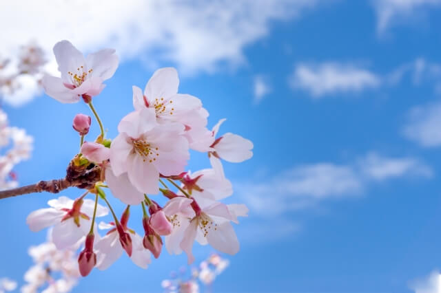 桜